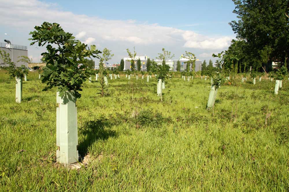 interventi di rimboschimento forestale