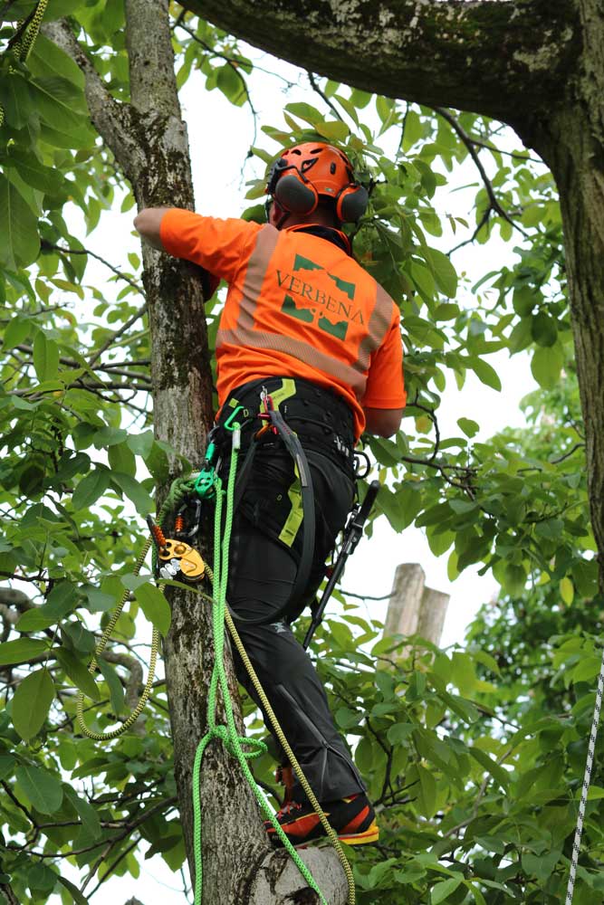 servizio potatura tree climbing