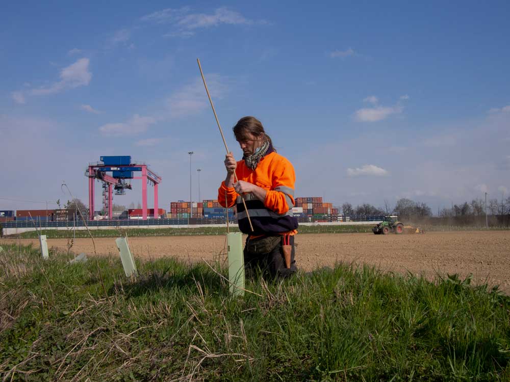 interventi di rimboschimento forestale