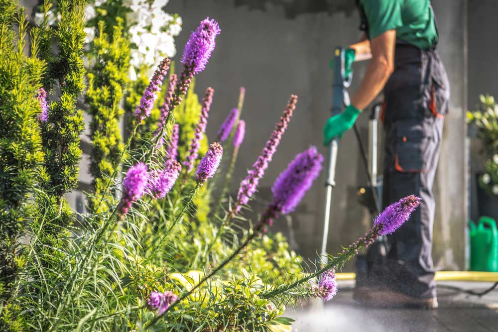 azienda di giardinaggio verbena