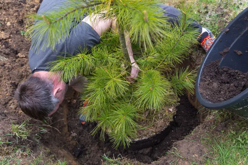 interventi di rimboschimento forestale