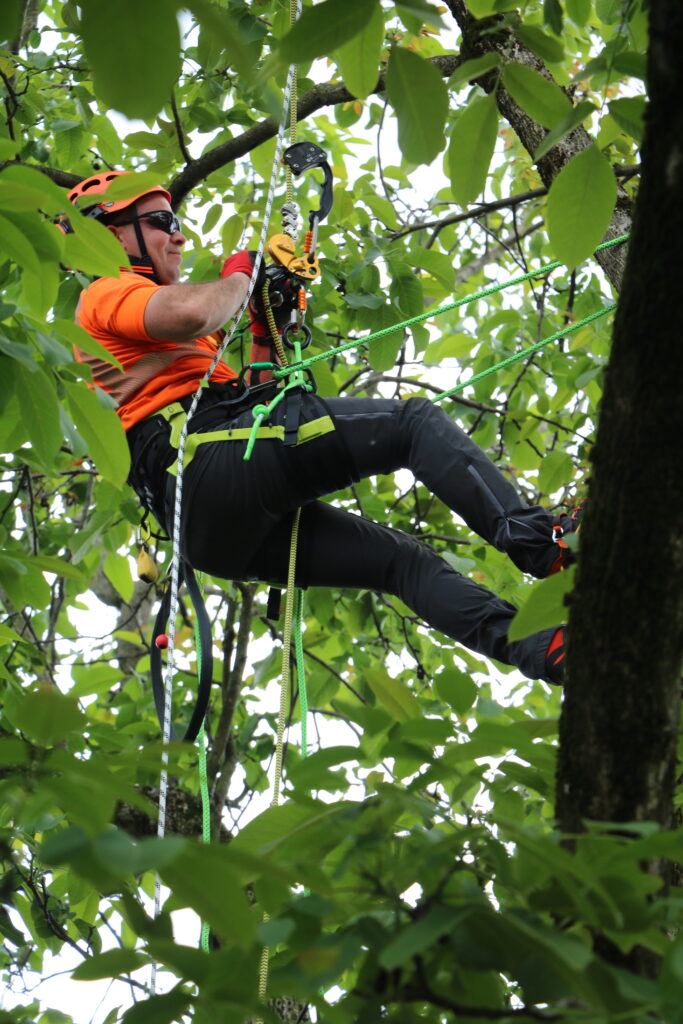 abbattimento tree climbing