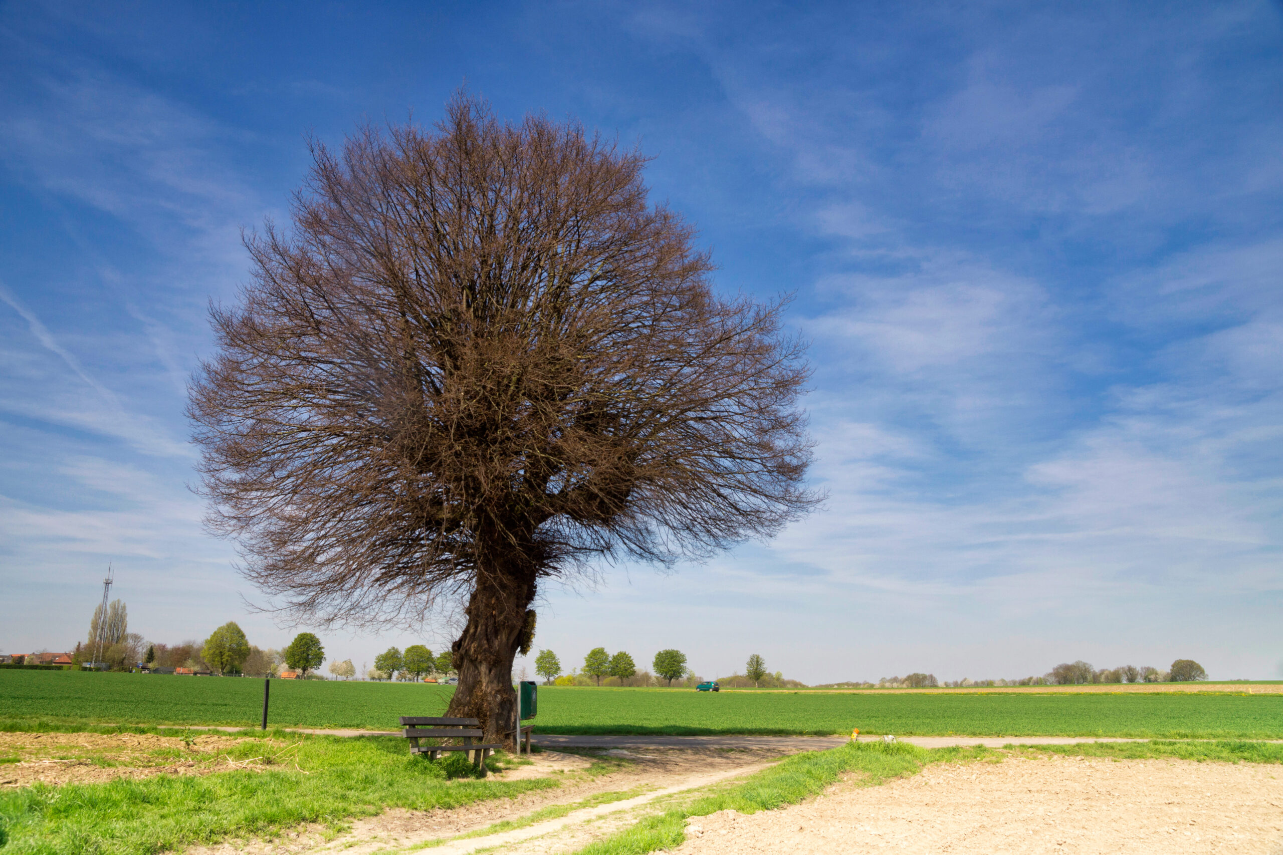 parassiti degli alberi
