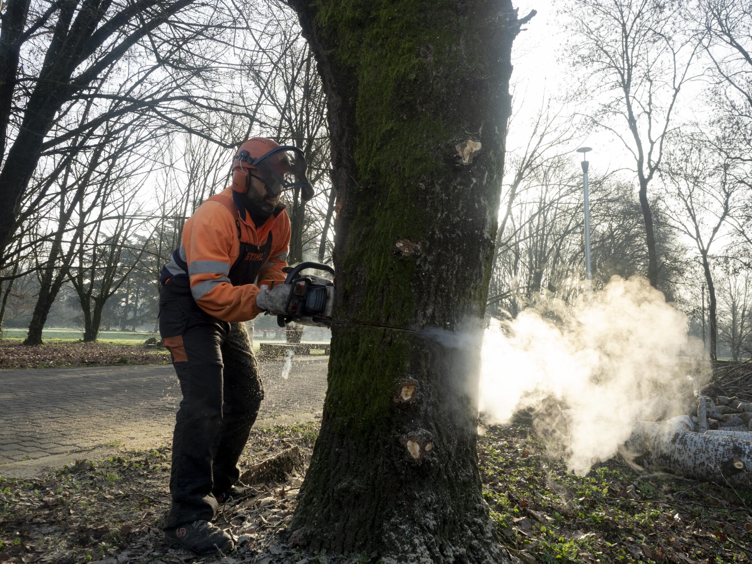 abbattimenti alberi alto fusto