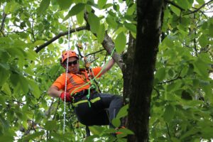 potature tree climbing